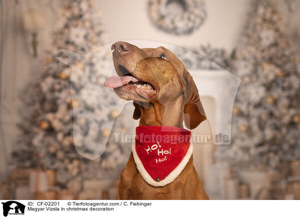 Magyar Vizsla in Weihnachtsdeko / Magyar Vizsla in christmas decoration / CF-02201