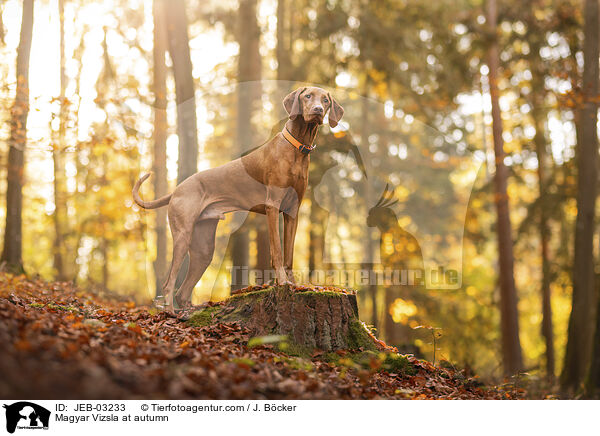 Magyar Vizsla im Herbst / Magyar Vizsla at autumn / JEB-03233