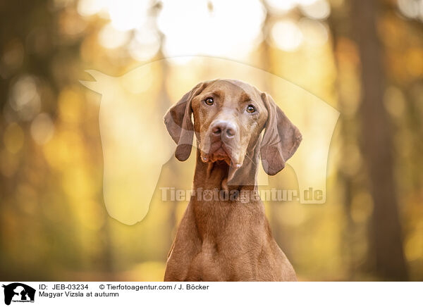 Magyar Vizsla im Herbst / Magyar Vizsla at autumn / JEB-03234