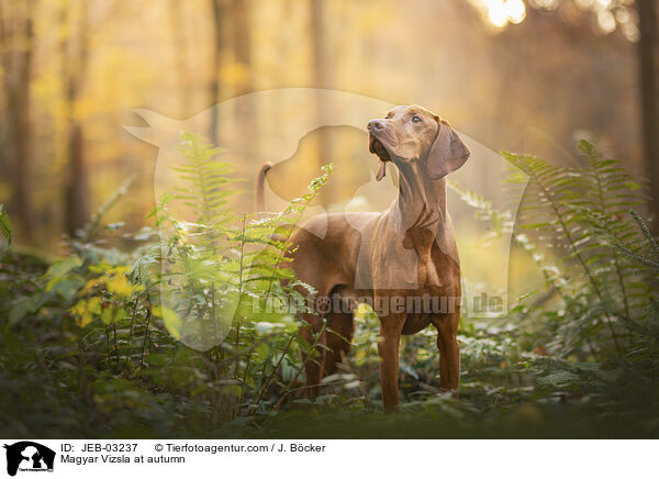 Magyar Vizsla im Herbst / Magyar Vizsla at autumn / JEB-03237