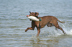 Magyar Vizsla at the beach