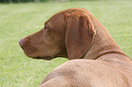 Magyar Vizsla Portrait