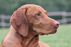 Magyar Vizsla Portrait