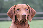 Magyar Vizsla Portrait