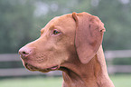 Magyar Vizsla Portrait