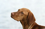 Magyar Vizsla Portrait