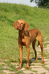 standing Magyar Vizsla