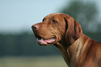 Magyar Vizsla Portrait