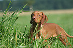 Magyar Vizsla