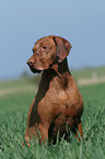 male Magyar Vizsla