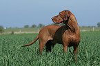 male Magyar Vizsla