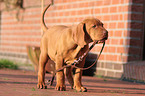 Magyar Vizsla puppy