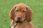 Magyar Vizsla puppy