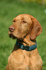 wirehaired Magyar Vizsla