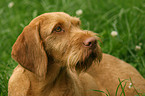 wirehaired Magyar Vizsla