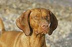 shorthaired Magyar Vizsla