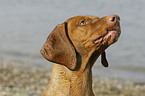 shorthaired Magyar Vizsla