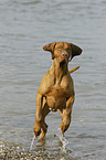 running shorthaired Magyar Vizsla