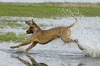 running shorthaired Magyar Vizsla