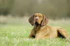 shorthaired Magyar Vizsla