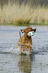 running shorthaired Magyar Vizsla