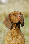 shorthaired Magyar Vizsla