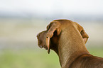 shorthaired Magyar Vizsla