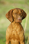 shorthaired Magyar Vizsla