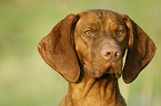 shorthaired Magyar Vizsla