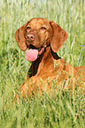 shorthaired Magyar Vizsla