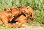 shorthaired Magyar Vizsla