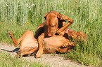 shorthaired Magyar Vizsla