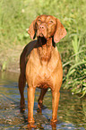 shorthaired Magyar Vizsla