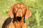 shorthaired Magyar Vizsla