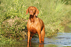 shorthaired Magyar Vizsla