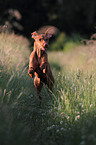 shorthaired Magyar Vizsla