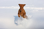 shorthaired Magyar Vizsla