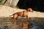 shorthaired Magyar Vizsla