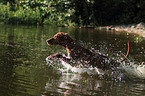 shorthaired Magyar Vizsla