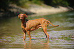 shorthaired Magyar Vizsla