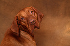 shorthaired Magyar Vizsla Portrait