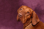 shorthaired Magyar Vizsla Portrait