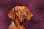 shorthaired Magyar Vizsla Portrait