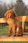 shorthaired Magyar Vizsla Puppy