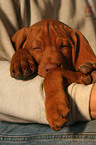 shorthaired Magyar Vizsla Puppy