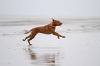 running shorthaired Magyar Vizsla