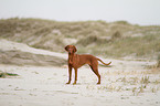 shorthaired Magyar Vizsla