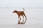 walking shorthaired Magyar Vizsla