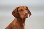 shorthaired Magyar Vizsla Portrait