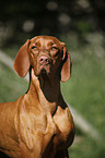 Magyar Vizsla Portrait